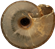Zonitoides nitidusKÄRRGLANSSNÄCKA4,9 × 5,5 mm